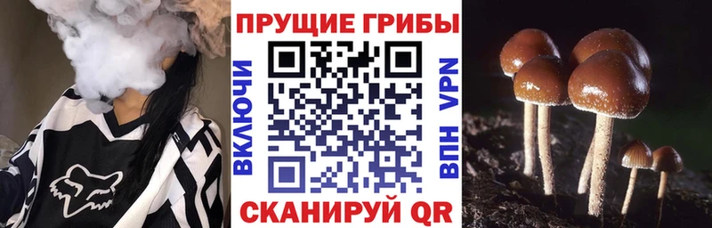 Псилоцибиновые грибы Psilocybe как найти Усинск